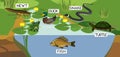 Pond biotope with different animals bird, reptile, fish, amphibians